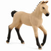 Hardware Store USA | Hannoverian Foal